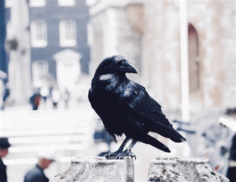 raven betekenis.